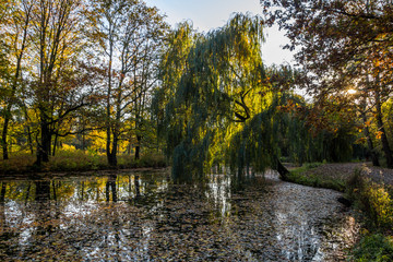 Fototapeta na wymiar colorful autumn leaves in the park