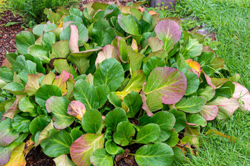 Decorative lush Bush of bergenia in a beautiful garden