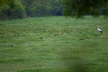 Cigueña blanca (ciconia ciconia) en los Aiguamolls de l'Empordà