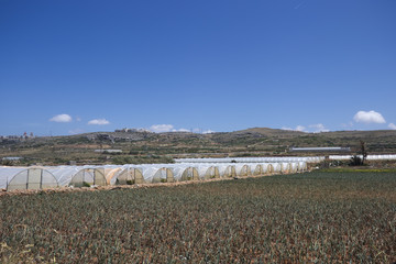Array of plastic tunnel greenhouses with field of young vegetables in front against a blue sky.