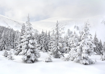 Naklejka premium Winter landscape of mountains with of fir forest in snow. Carpathian mountains