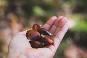 Eine Hand hält leckere frisch gesammelte Esskastanien draußen in der Natur; gesunder Ernährung