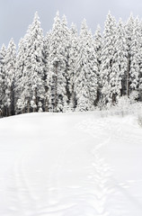 Winter landscape in fir forest and glade with path with footprints in snow following