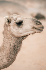 Dromedary Camel in Sahara Desert.