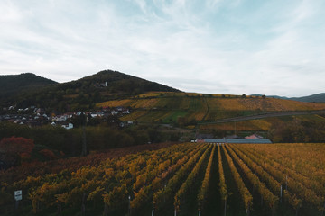 Herbstliche Landschaft mit Weinst&ouml;cken und H&uuml;geln im Morgenlicht, vor blauem Himmel