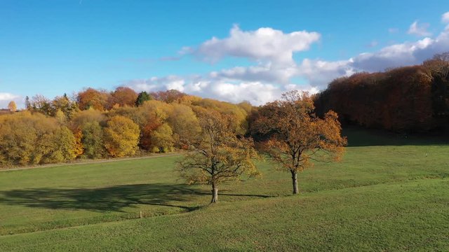 Camera flies around 2 free standing deciduous trees in autumn. The orange leaves light up. On a green meadow. In the background a deciduous forest. Brilon in the Sauerland.