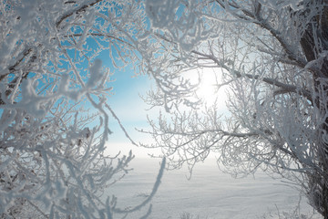 Snow covered tree branches in the sun. Christmas mood