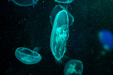 Naklejka na ściany i meble jellyfish or pacific sea jellyfish on a dark background