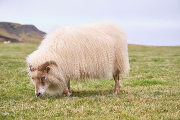 Icelandic sheep eating grass