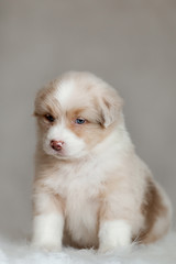 cute fluffy puppy aussie posing