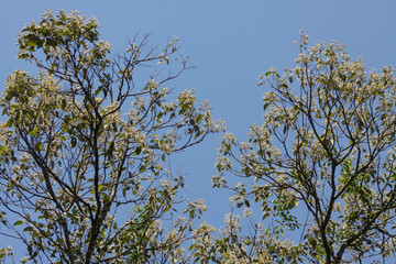 Arvores e céu