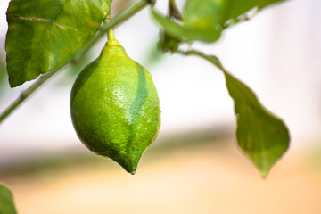 Green lemon among the foliage. Lemon tree with fruits.