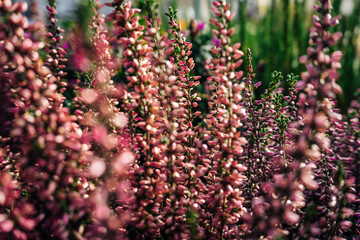 Erica carnea plant aka winter heath or winter-flowering heather, pink Flowers. Close up of blooming Glockenheide with with a slight blur - obrazy, fototapety, plakaty
