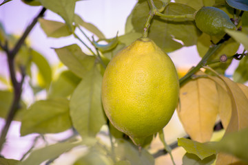 Green lemon among the foliage. Lemon tree with fruits.