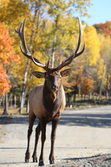 deer in the woods