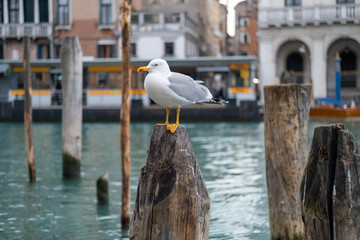 Seagul staring on a stilt at Venice,