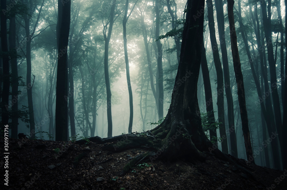 Wall mural tree in dark mysterious fantasy forest