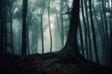 Foto op Plexiglas tree in dark mysterious fantasy forest © andreiuc88