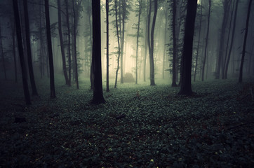 dark magical forest, fantasy landscape
