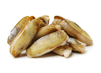 Razor clams isolated on white background.