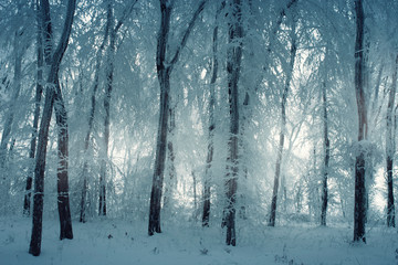 cold winter landscape with snow and frozen trees in forest