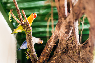 Parrots perched on a branch