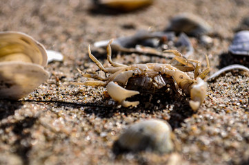 Muscheln und Krabben am gelben Ufer, Insel Rügen