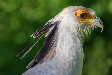 portrait of a secretary bird