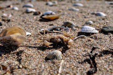 Muscheln und Krabben am gelben Ufer, Insel Rügen