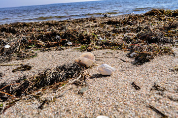 Muscheln und Krabben am gelben Ufer, Insel Rügen