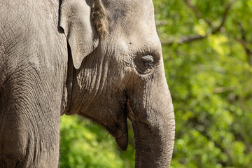 Naklejka premium head of an elephant