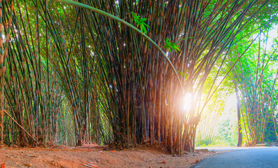 Bamboo both side of the asphalt road