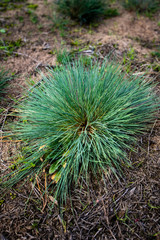 trawa kępka © rpetryk