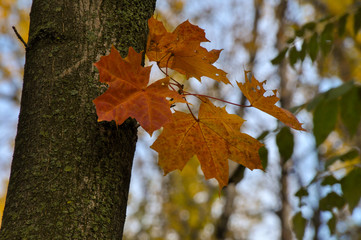 Closeup of colorful maple leaves on branch in October.