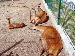 The reindeer family warms up under the rays of the summer sun despite the numerous views of tourists. A sympathetic look at the reindeer in captivity on the other side of the cage.