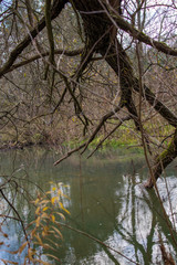 gałęzie nad rzeką © rpetryk