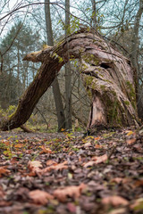 pokręcony pień drzewa  © rpetryk