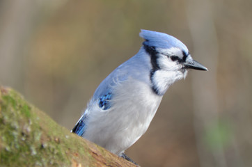Blue Jay perched on branch in forest