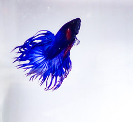 Fighting fish, deep blue, white background.Crown Tail Fighting Fish