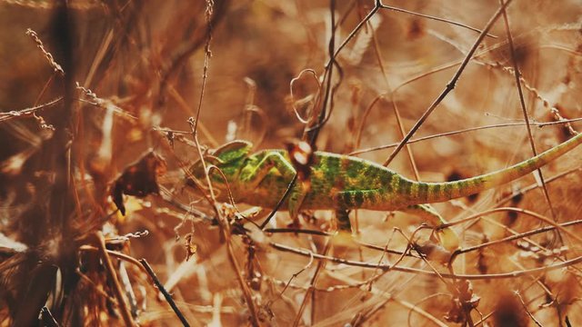 Wildlife: chameleon in indian forest 