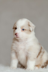 cute fluffy puppy Aussie posing