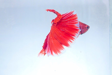 The red Chinese fighting fish is spreading its tail and fighting beautifully.