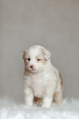 cute fluffy puppy Aussie posing