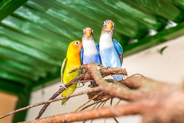 Parrots perched on a branch