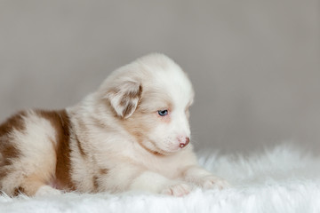 cute fluffy puppy Aussie posing