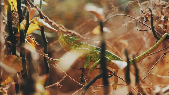 Wildlife: chameleon in indian forest 
