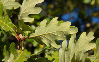 Detail of the underside of lobed green leaves of White Oak
