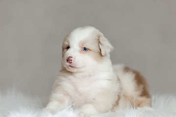 cute fluffy puppy Aussie posing