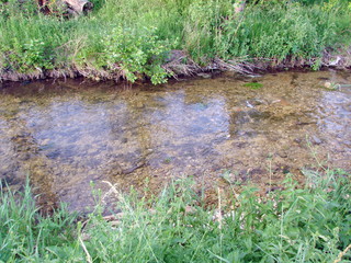 Landscape of crystal clear mountain river surrounded by wild vegetation on its banks. 