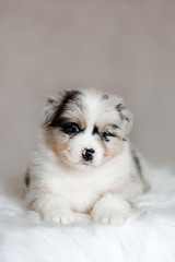 cute fluffy puppy Aussie posing